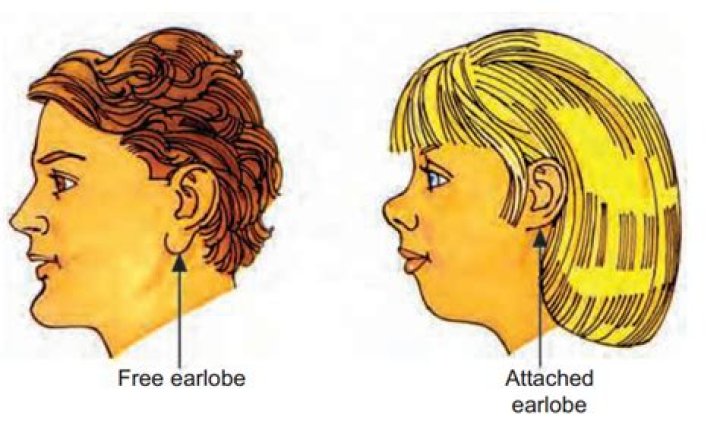 Are attached earlobes rare?