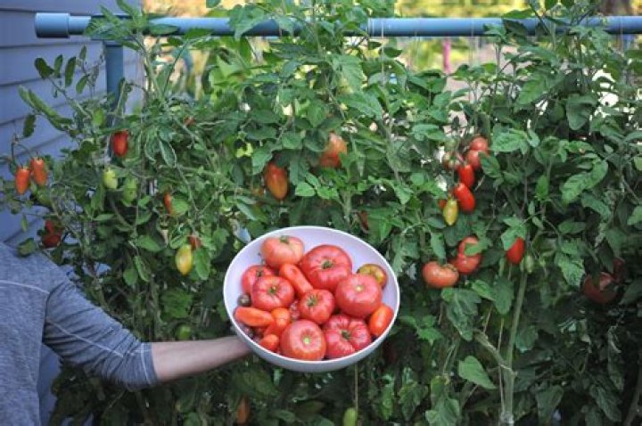Are eggs good for tomato plants?