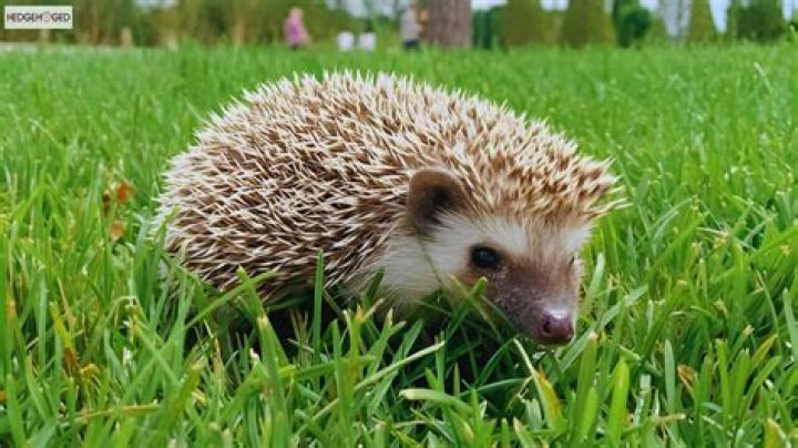 Are hedgehogs legal in California?