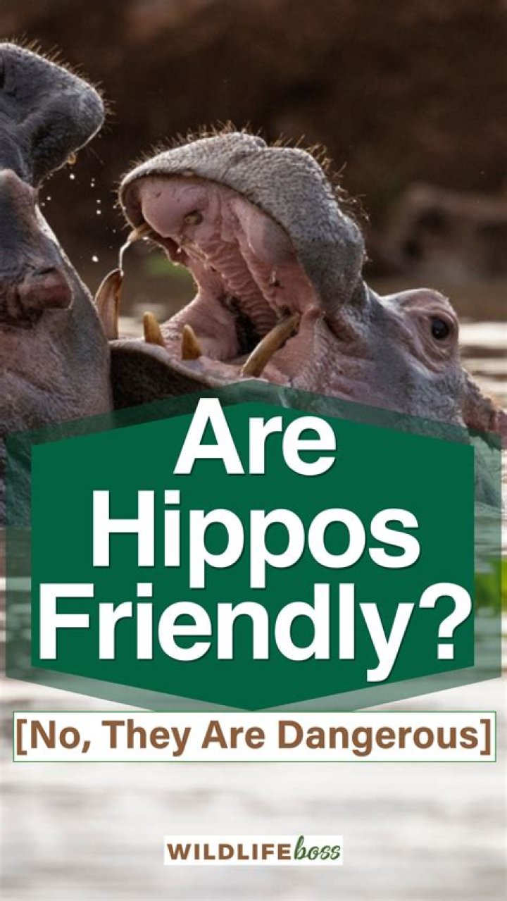 Are hippos friendly?