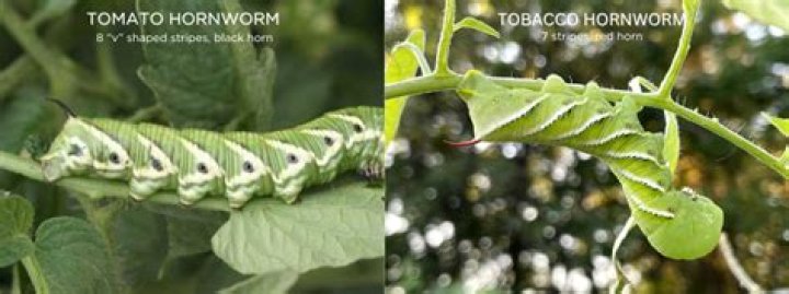 Are hornworms edible?