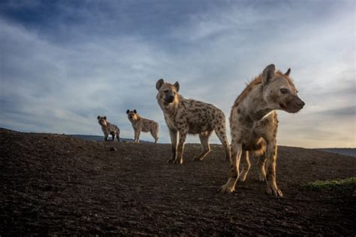 Are hyenas intelligent?