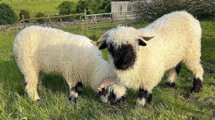 Are lambs killed for shearling?
