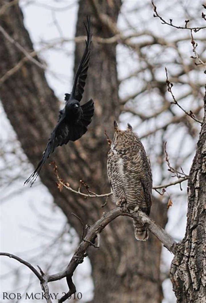 Are owls afraid of crows?