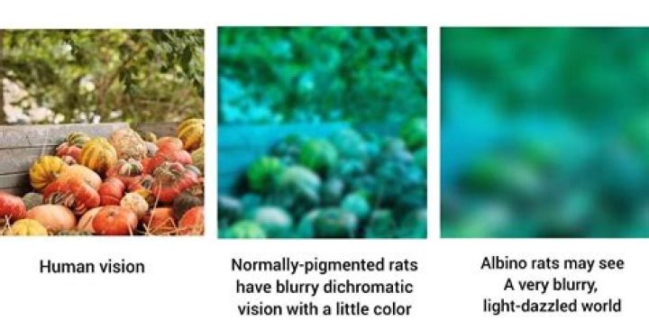 Are rats color blind?