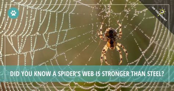 Are spiderwebs stronger than steel?