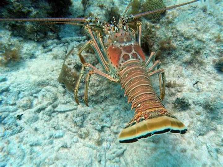 Are there lobsters in lakes?