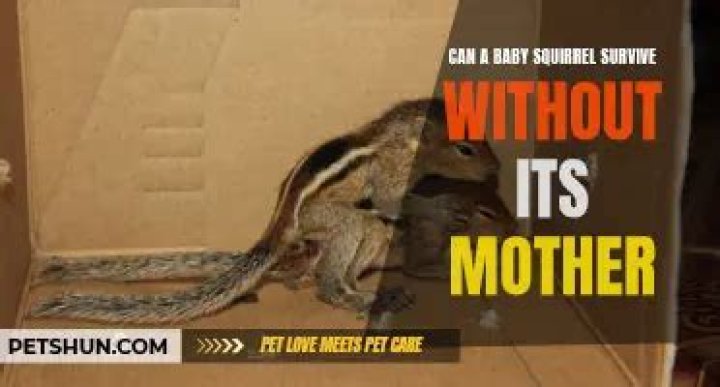Can a baby squirrel survive without its mother?