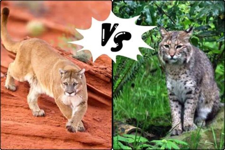 Can a bobcat and mountain lion mate?