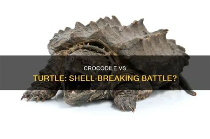 Can crocodile break turtle shell?