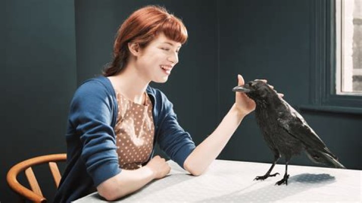 Can crows become pets?