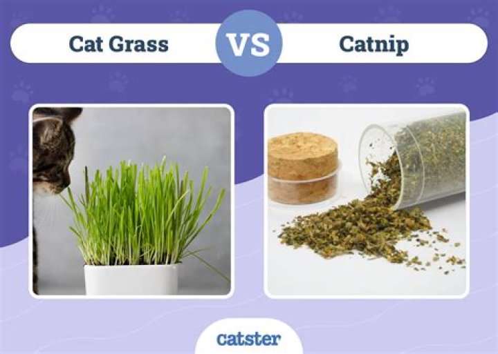 Can dogs get high on catnip?