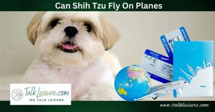 Can Shih Tzu fly on planes?