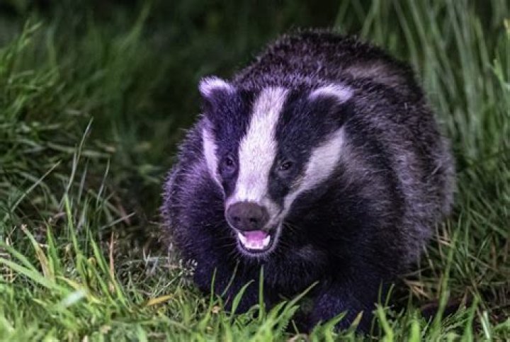 Do badgers eat dogs?