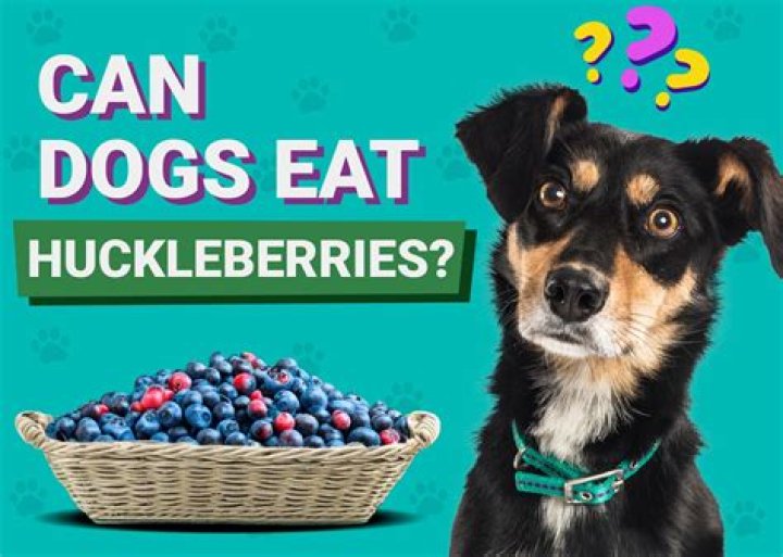 Do deer eat huckleberries?
