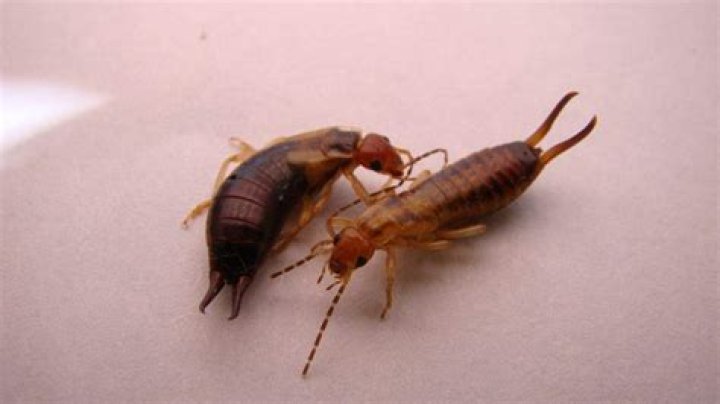 Do earwigs bite?