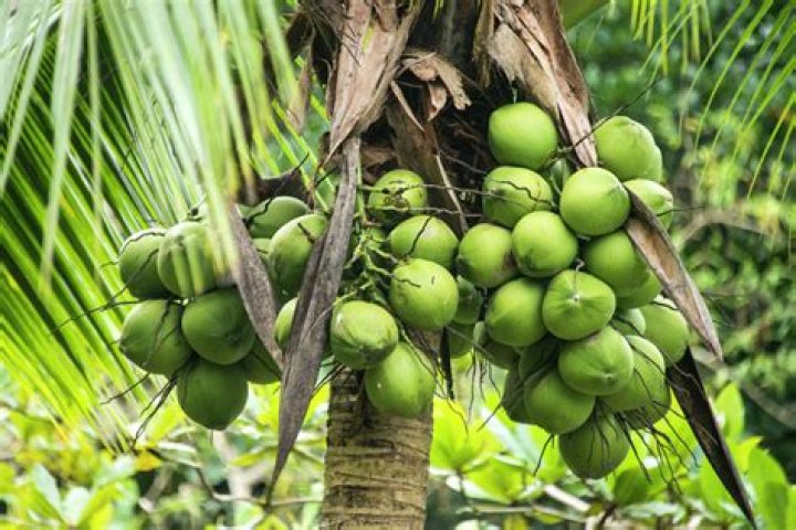 Do green coconuts ripen off the tree?