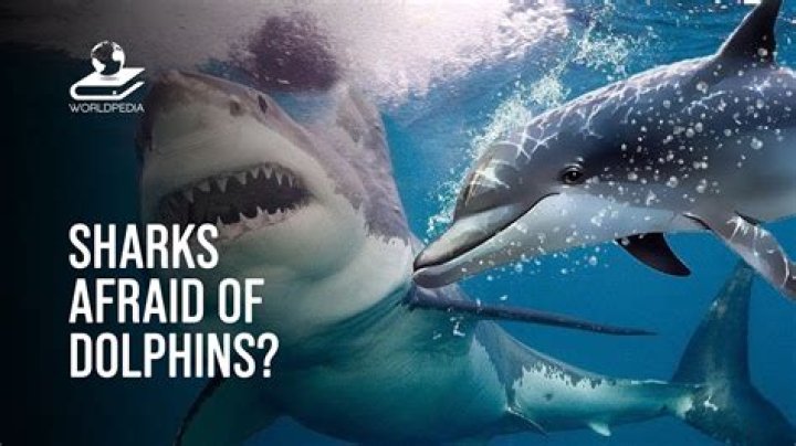 Do sharks hate dolphins?