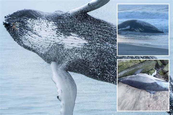 Do ships hit whales?