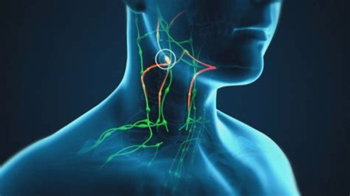How big are lymph nodes in the neck?