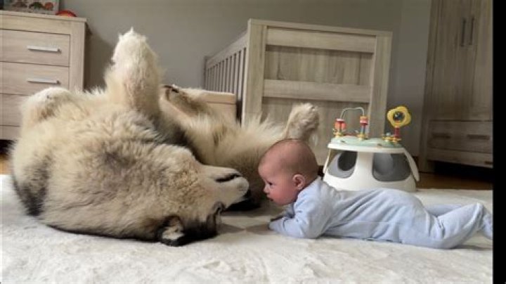 How do dogs react to newborn babies?