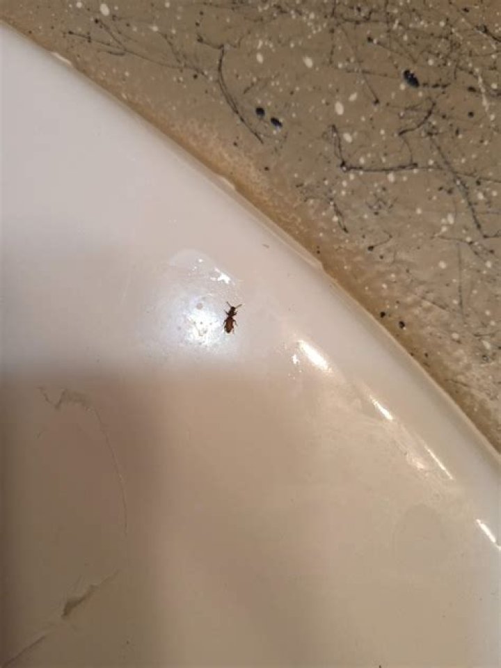 How do I get rid of little black bugs in my bathroom sink?