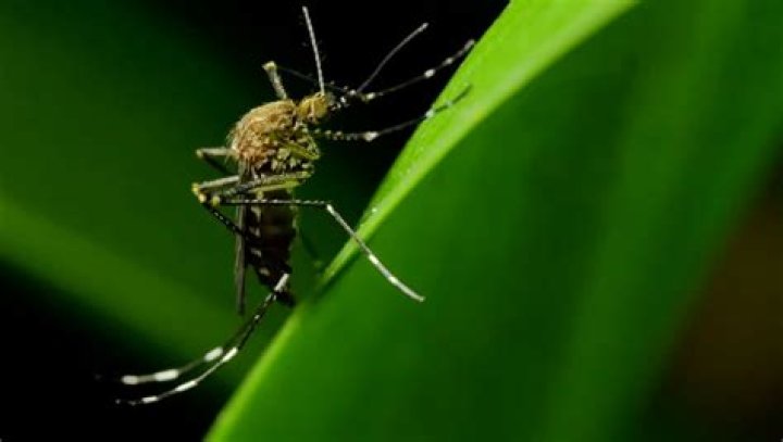 How do I permanently get rid of mosquitoes?