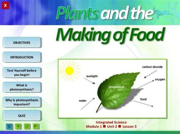 How do plants use their food?
