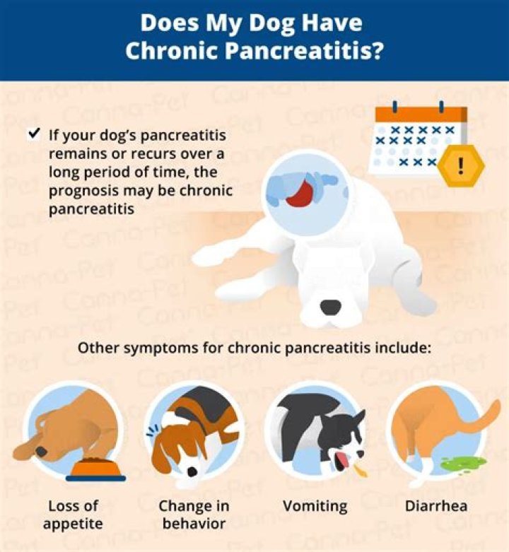 How do you fix pancreatitis in dogs?