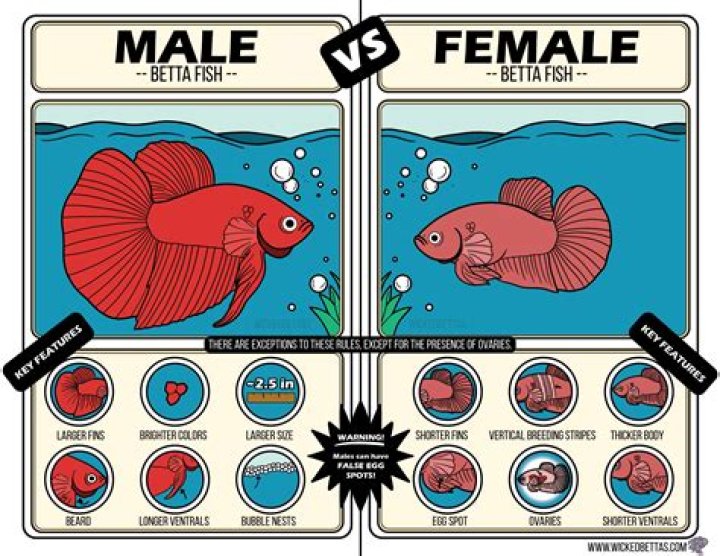 How do you know if a fish is in the river?