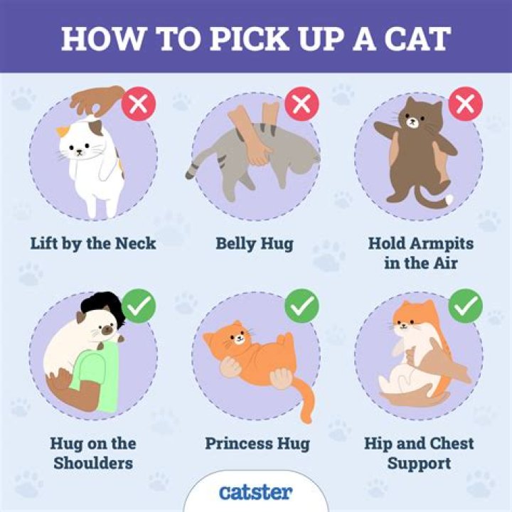 How do you pick a smart kitten?
