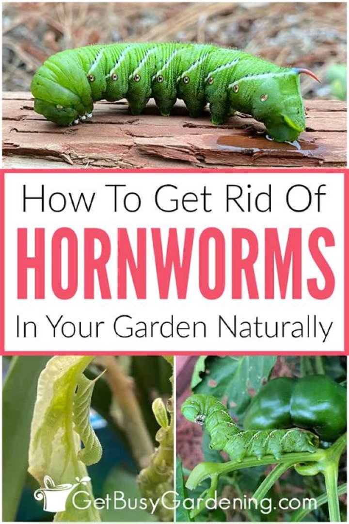 How do you prevent hornworms?