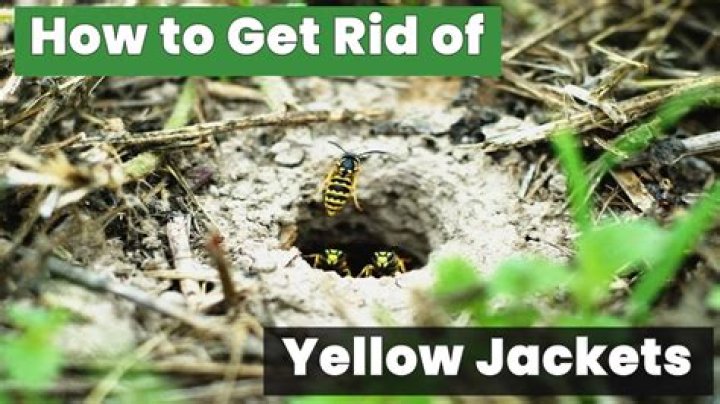 How fast do yellow jackets build a nest?