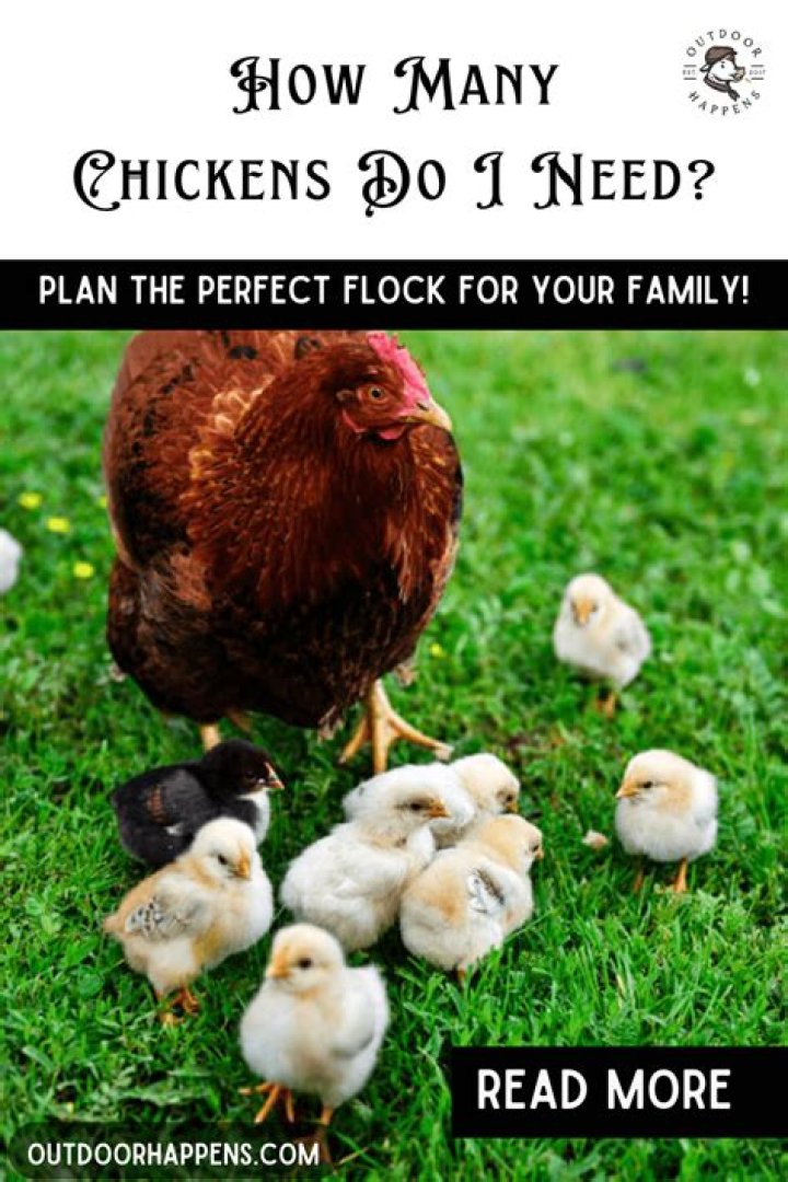 How many chickens do you need for them to be happy?