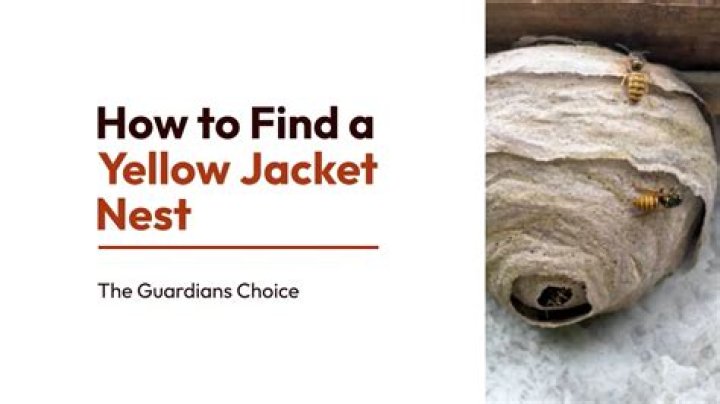 How many queens are in a yellow jacket nest?