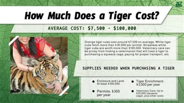 How much does a tiger cost?
