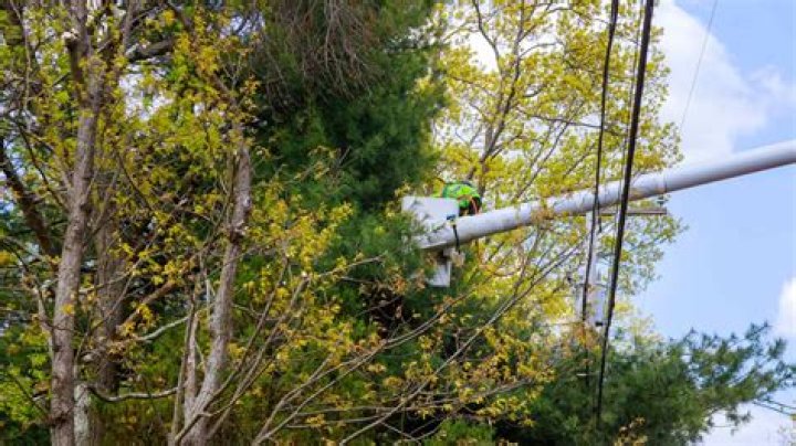 How much does it cost to trim trees around power lines?