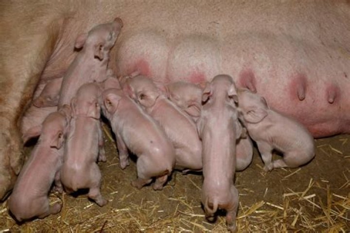 How old are pigs when they get their period?