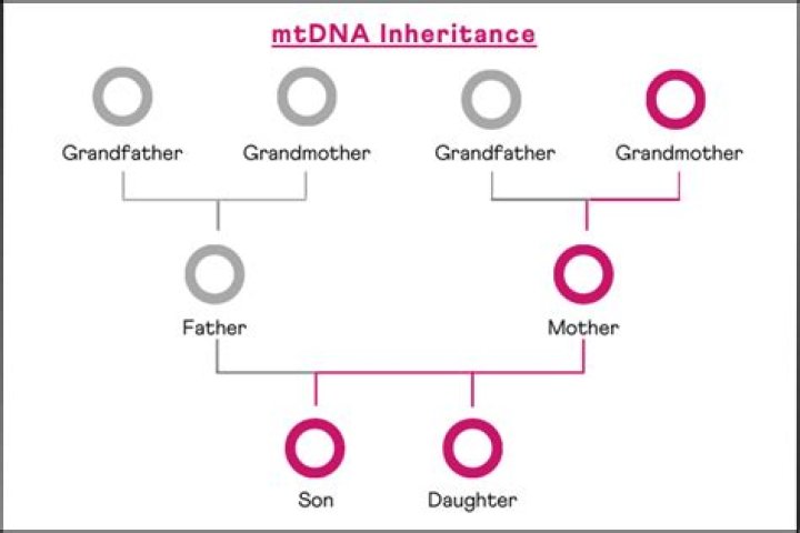 Is ADHD inherited from the mother or father?