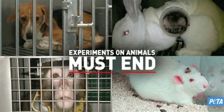 Is animal testing illegal UK?