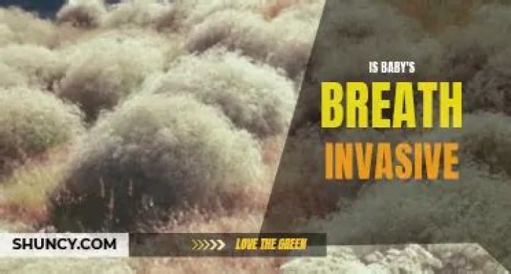 Is baby's breath invasive?