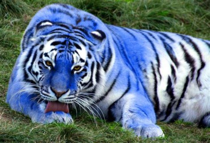 Is Blue Tiger real?
