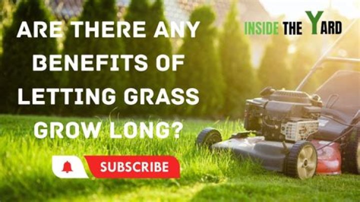 Is it OK to let your grass grow long?