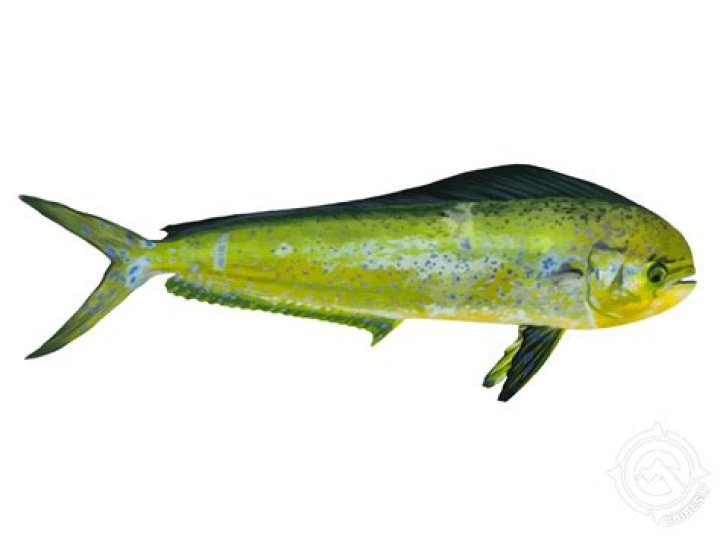 Is mahi-mahi the same as tuna?