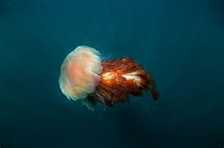 Is the lion mane jellyfish real?