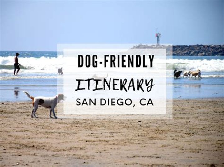 Is USA dog-friendly?