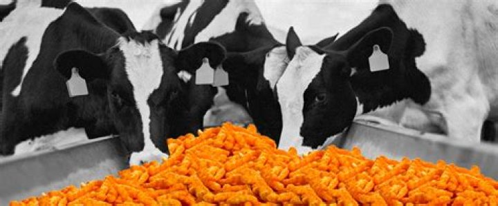 Were Cheetos made for cows?