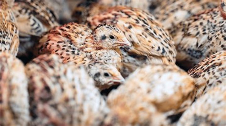 What are quail used for?