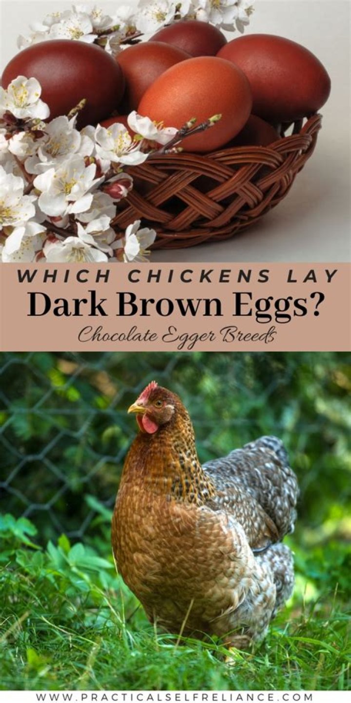 What chicken lays the darkest egg?