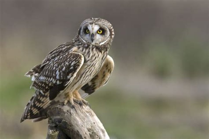 What do owls mean to Cherokees?